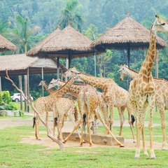 长隆野生动物世界营业时间,广州长隆野生动物园要玩多久