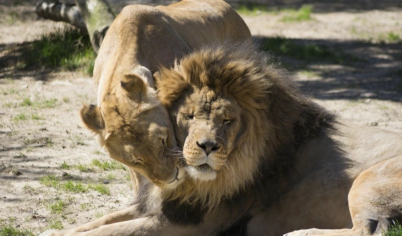 为了更好地传宗接代，动物们进化出了这些奇葩的交配行为