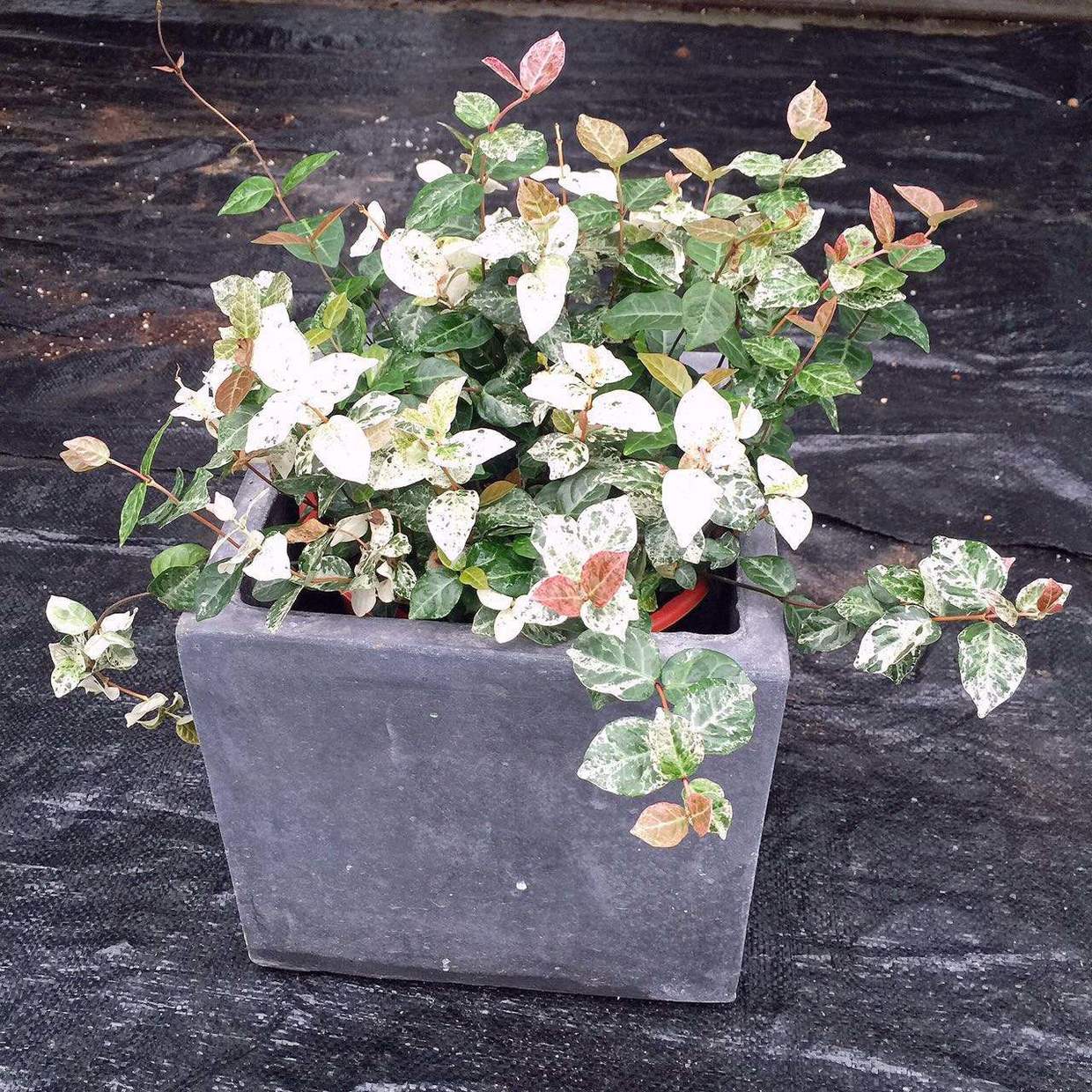 盆植的花叶络石要如何浇水，枝叶生长郁郁葱葱的秘密