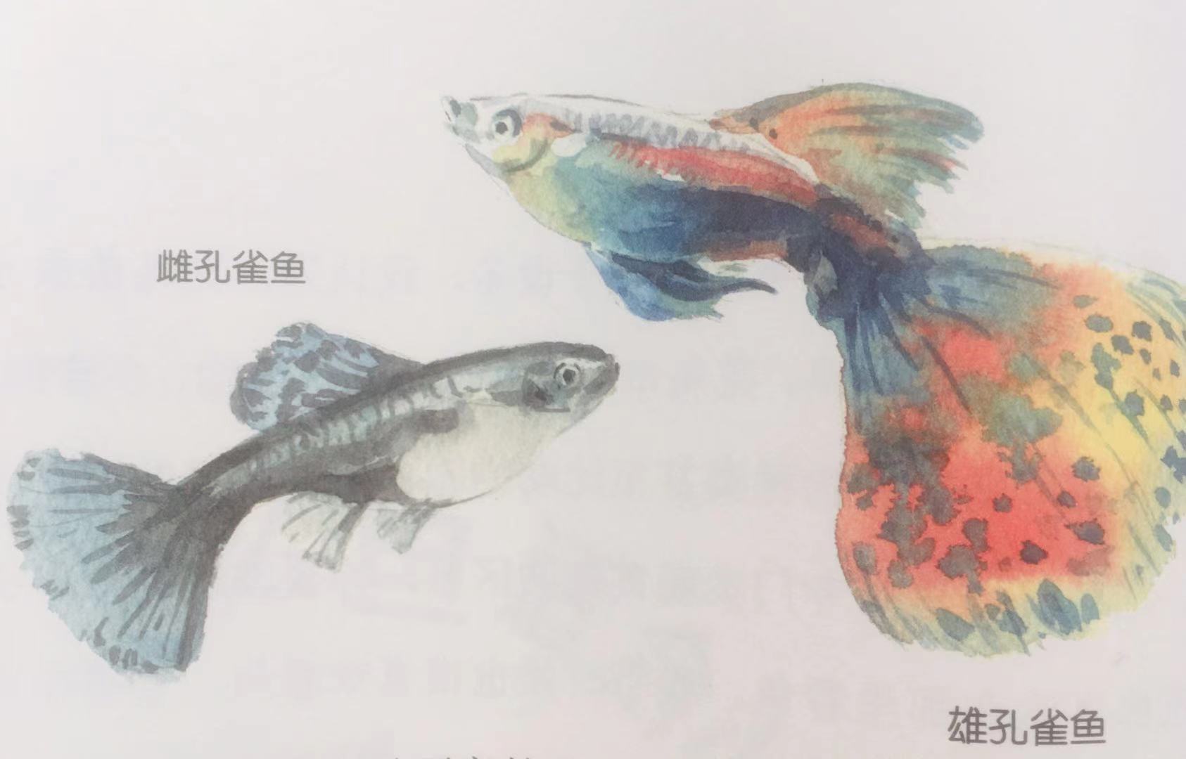 新手最好养的鱼有哪些 (什么鱼好养适合小孩养)