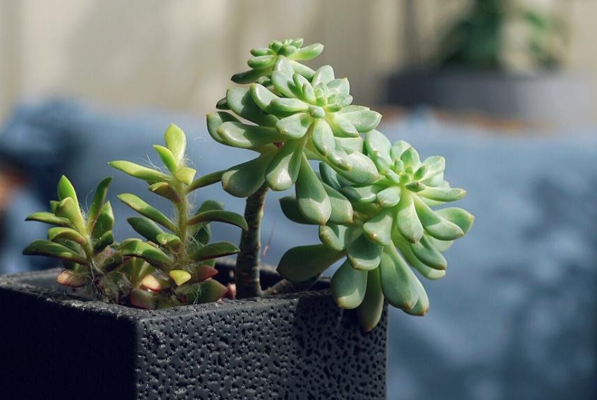 多肉淋雨徒长了怎么办,多肉梅雨季节发霉