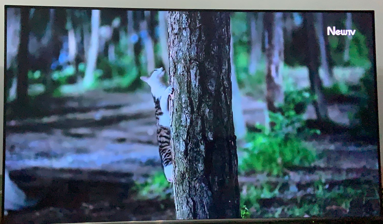 盘点猫咪高能名场面 (猫咪10大最萌镜头)