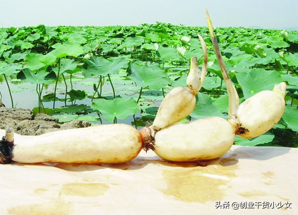 泥鳅养殖一亩地得多少钱利润,藕塘养殖黄鳝泥鳅的利润