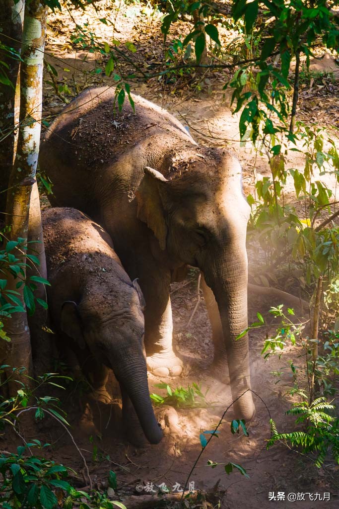 西双版纳自驾游不花钱的景区,云南西双版纳旅游攻略必去景点