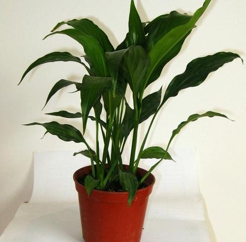 墙上有灰怎么弄干净,装修完墙上的灰怎么清理