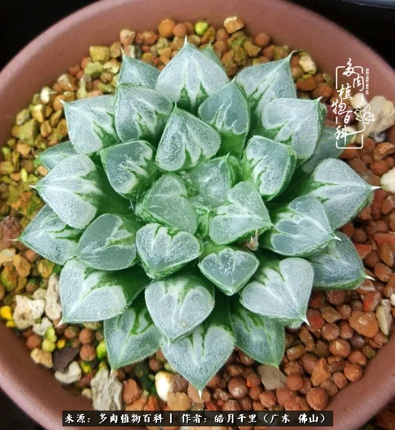 多肉娇气养不活多肉的10个秘密,养多肉是件很治愈的事情