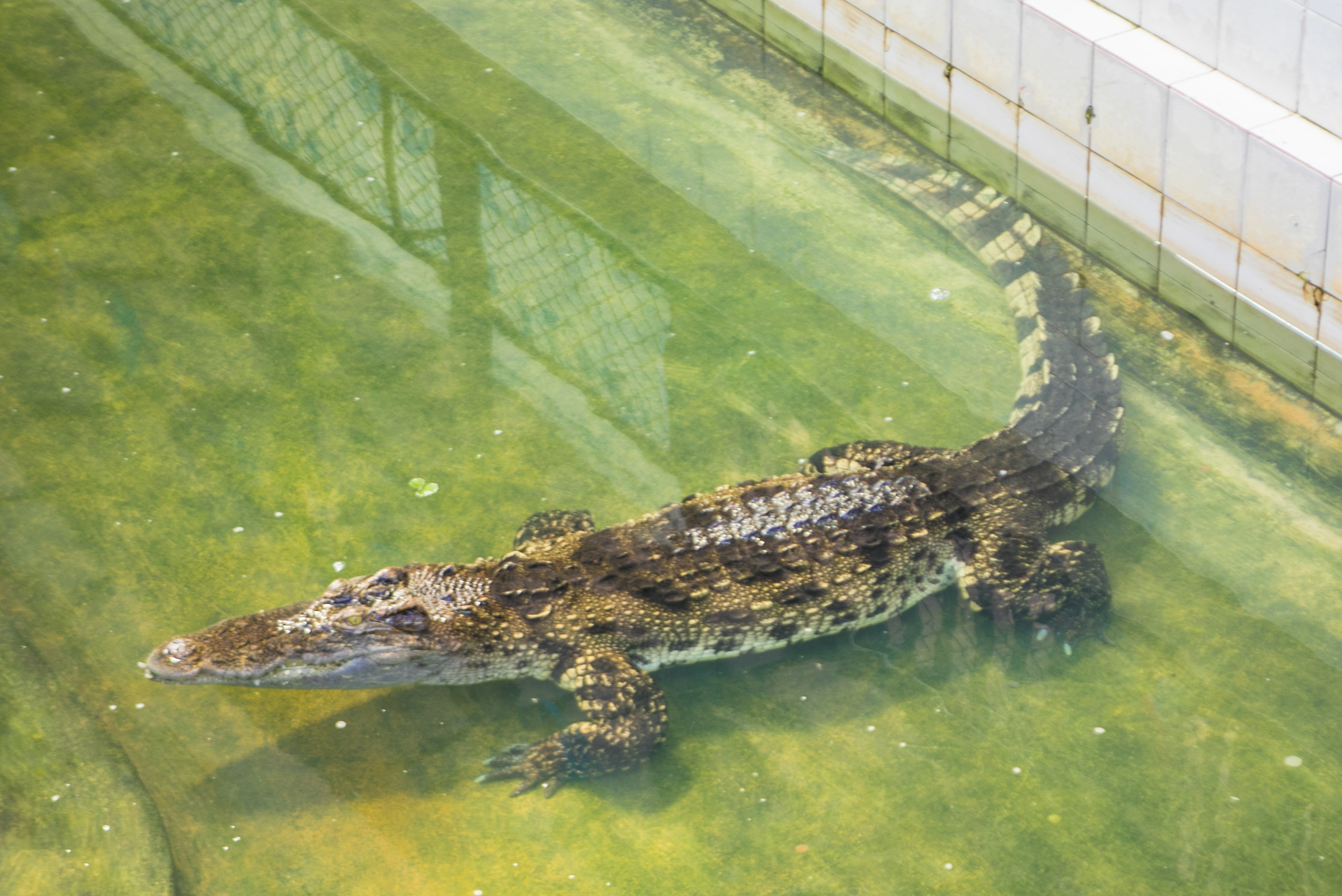 大象在泰国和印度象征着什么,大象是泰国的象征英语