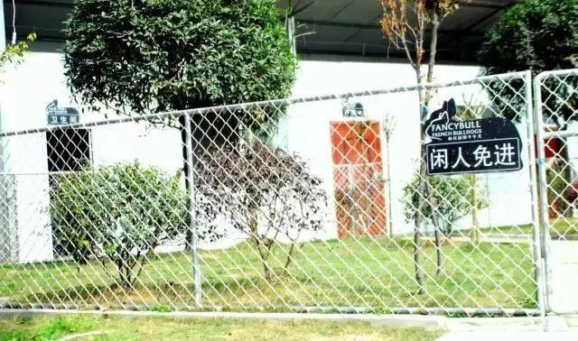 蝴蝶犬幼犬怎么养好,蝴蝶犬小狗怎么训