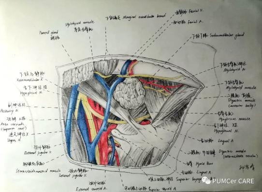 灵魂画手！协和医学生手绘器官解剖图，极具艺术美感，走红网络！