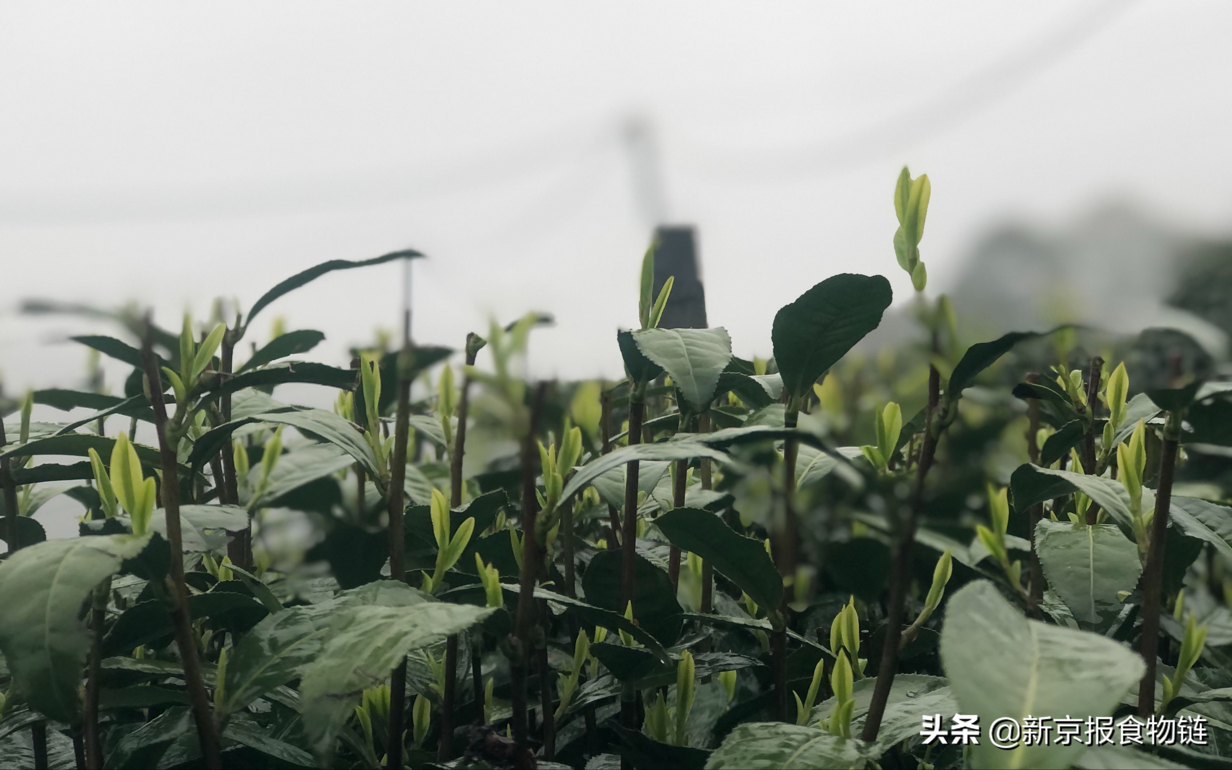 春茶产销平稳方案,2022春茶销售火热