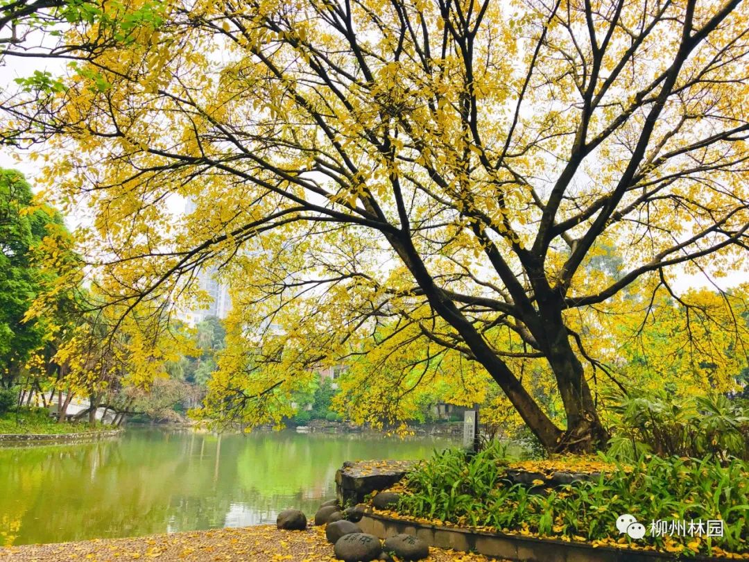 柳州的柳侯公园特色,柳州柳侯公园秋天美景