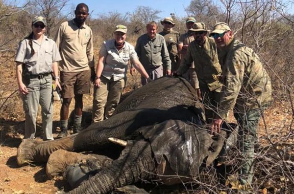 大象被铁丝勒住解救,大象被救援队拉起来了