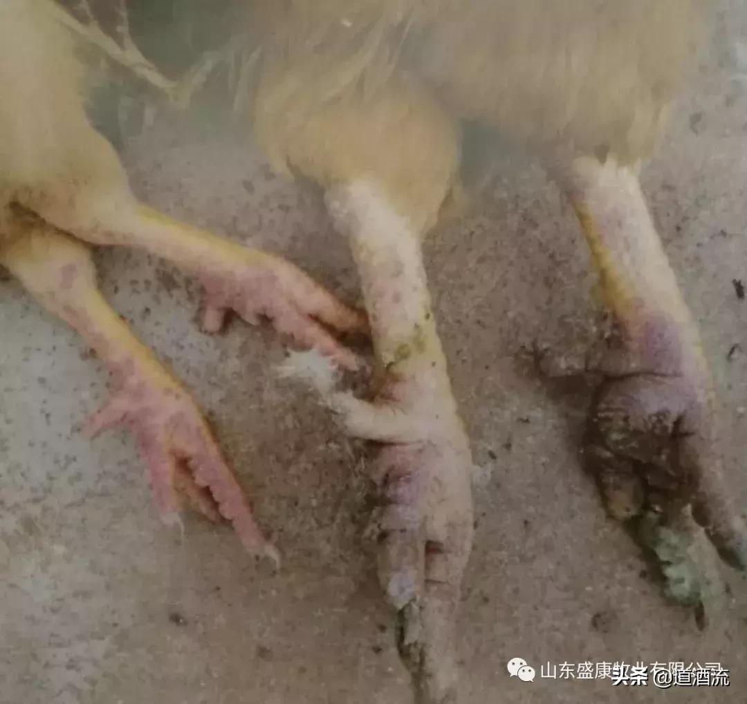 鸡禽流感h5和h7的表现症状,鸡患禽流感的发病初期怎么治疗