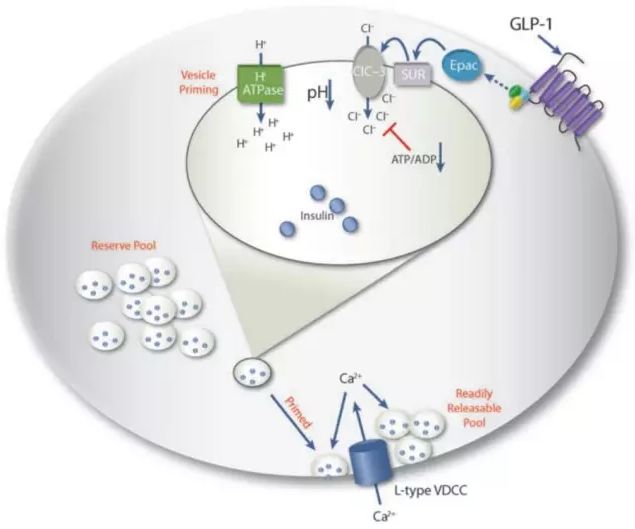 糖尿病最怕三种降糖药物,糖尿病通俗易懂的讲解