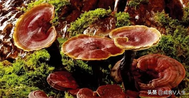 灵芝神草中华瑰宝,中华瑰宝灵芝价格