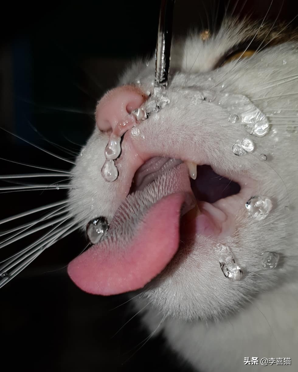 铲屎官你了解这些猫咪的冷知识吗,猫咪的舌头上为什么有刺有危害吗