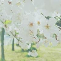 翡翠鉴别一般怎么鉴定,怎样辨别真假翡翠最有效的方法