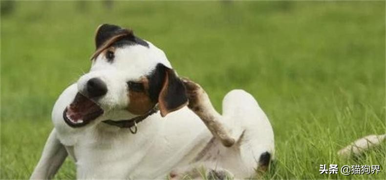 狗狗皮肤病以后皮肤变黑怎么治疗,狗狗皮肤有皮肤病要怎么处理