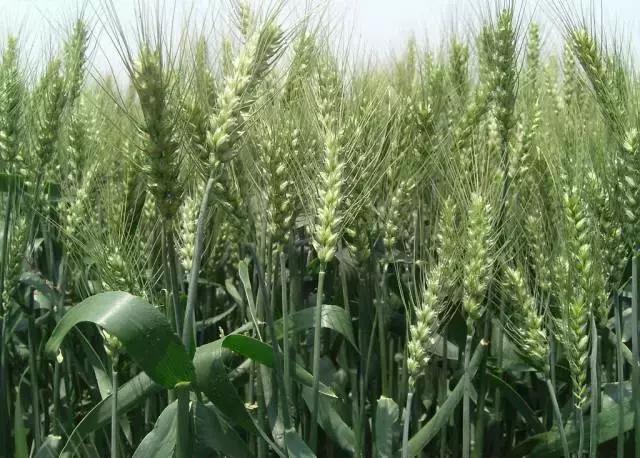 我国很多成语与植物有关,汉语成语中的植物文化