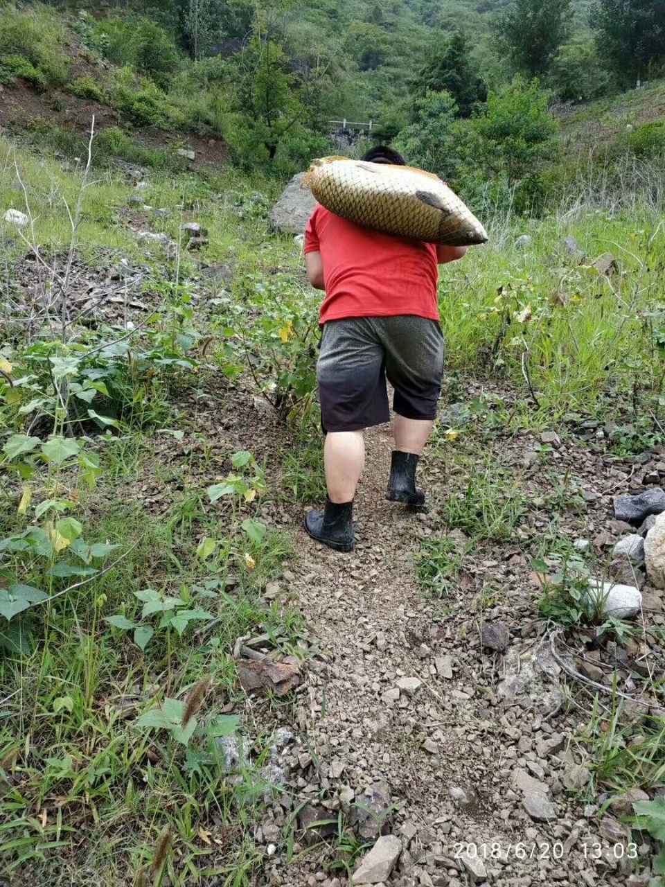 高碳素和低碳素什么区别,高碳素鱼竿优缺点