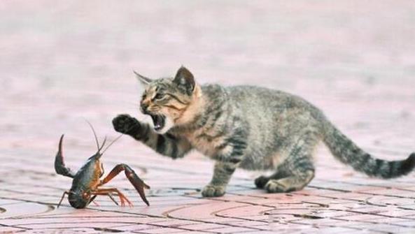 哪些食物和植物对猫咪有害,猫咪不能吃的十种食物有哪些