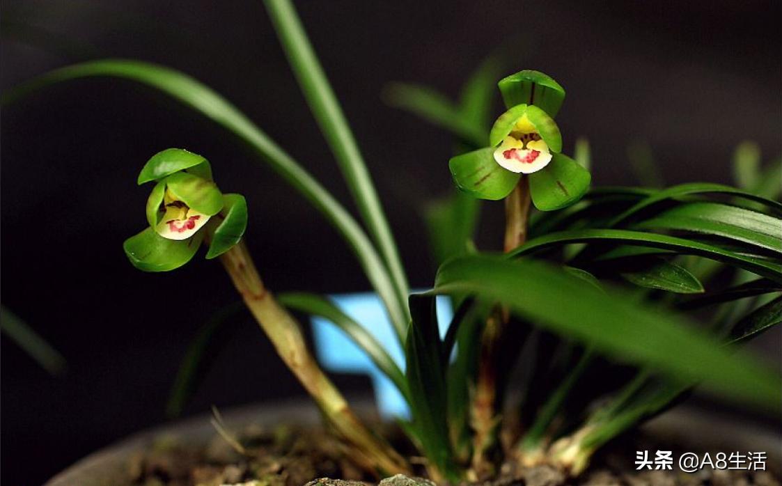 每日一品中国兰花春兰,每日一品完整视频