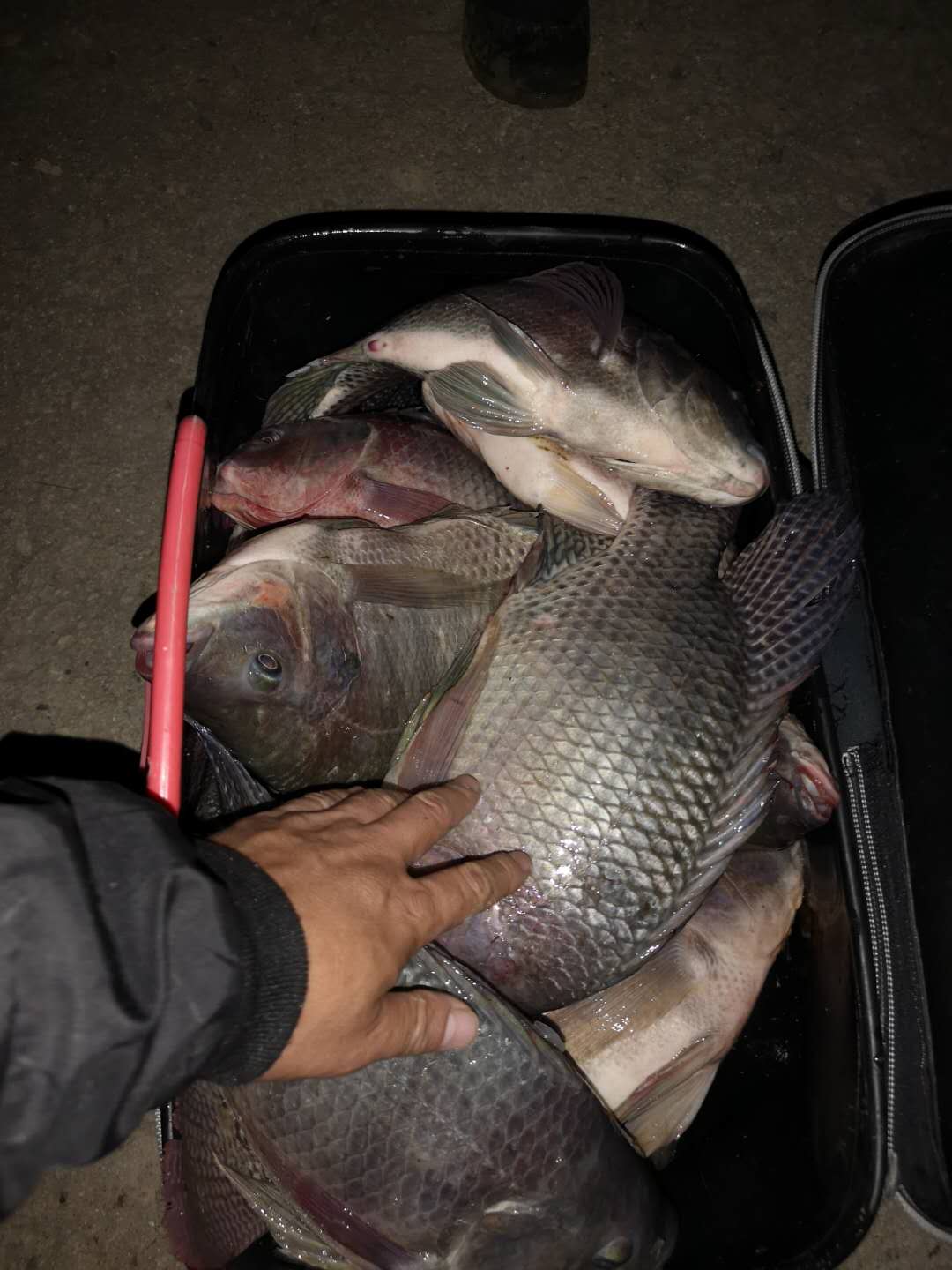 野钓小鱼太多怎么避开小鱼钓大鱼,野钓钓小鱼的技巧和方法