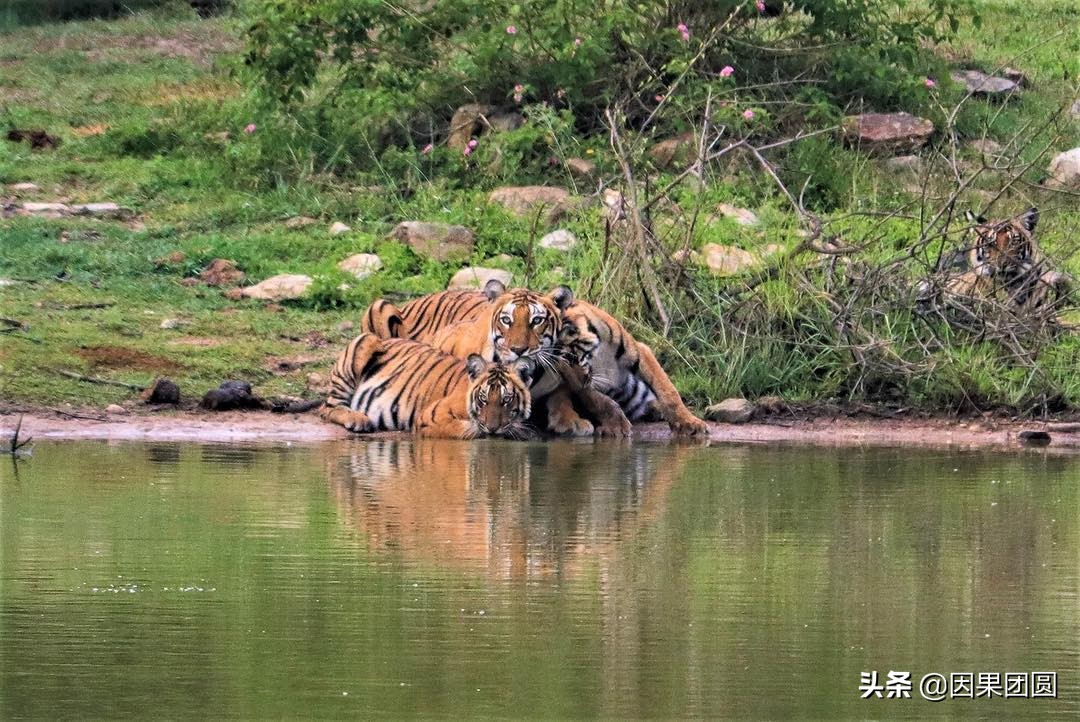 虎王拉贾孩子,虎王拉贾儿子怎么死的