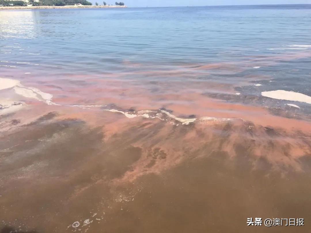 本澳两大海滩惊现红潮，当局呼吁勿下水