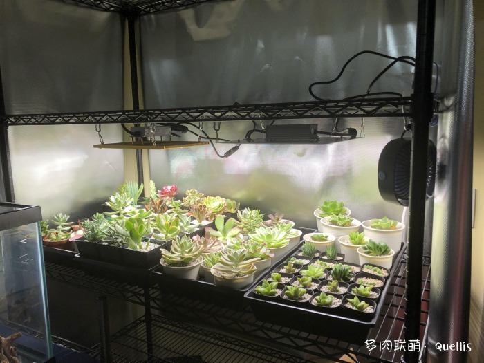 入了多肉坑又入了养鱼坑,多肉补光灯出坑