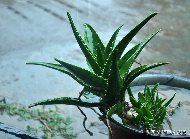 芦荟叶干瘪卷叶是怎么回事,芦荟叶子枯黄需要修剪吗