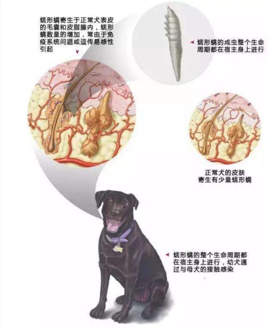 犬蠕形螨皮肤病的种类和治疗方法,蠕形螨虫引起的皮肤病用什么药膏