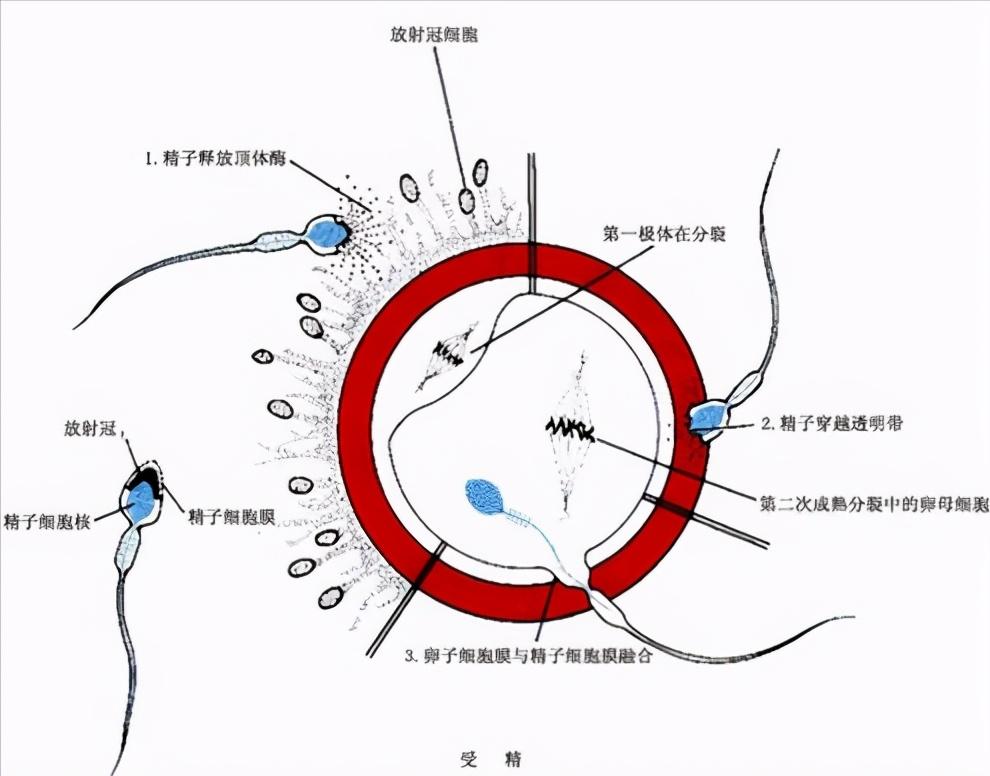 卵子和精子结合形成胚胎的过程,胚胎是卵子还是精子决定的