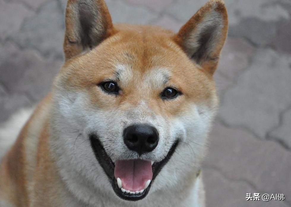 美国最受欢迎的100组小狗名字