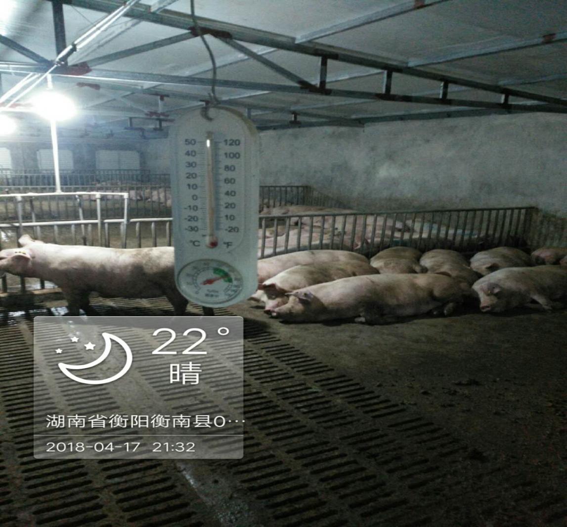 母猪管理的五大问题,养猪母猪管理