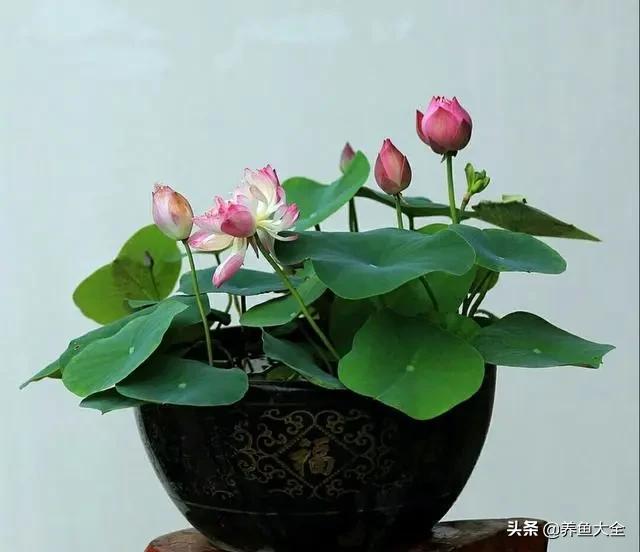 碗莲种植到开花的全过程,碗莲栽种开花过程