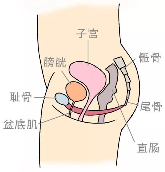 “尿裤子”的尴尬，女人的难言之隐，你有了解过吗