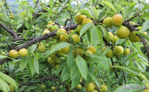 保果肥的最快解决方法,贪吃一口竟然带来这样的后果