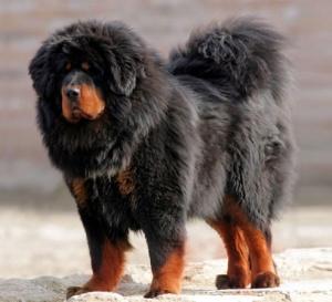 世上最罕见的狗品种图片,全世界狗品种视频