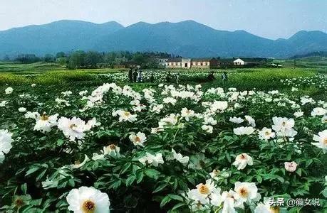 安徽颜值爆表的“姑娘”,她叫铜陵