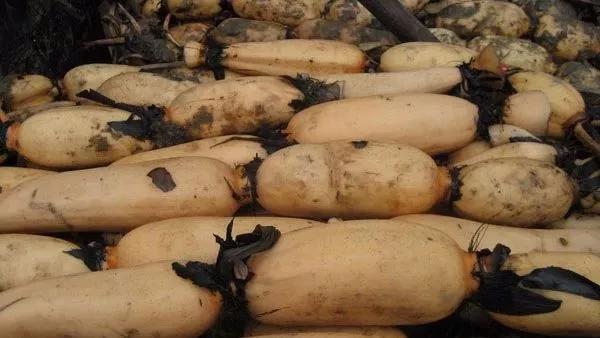 种植莲藕一亩成本要多少钱,种植莲藕一亩大概能卖多少钱