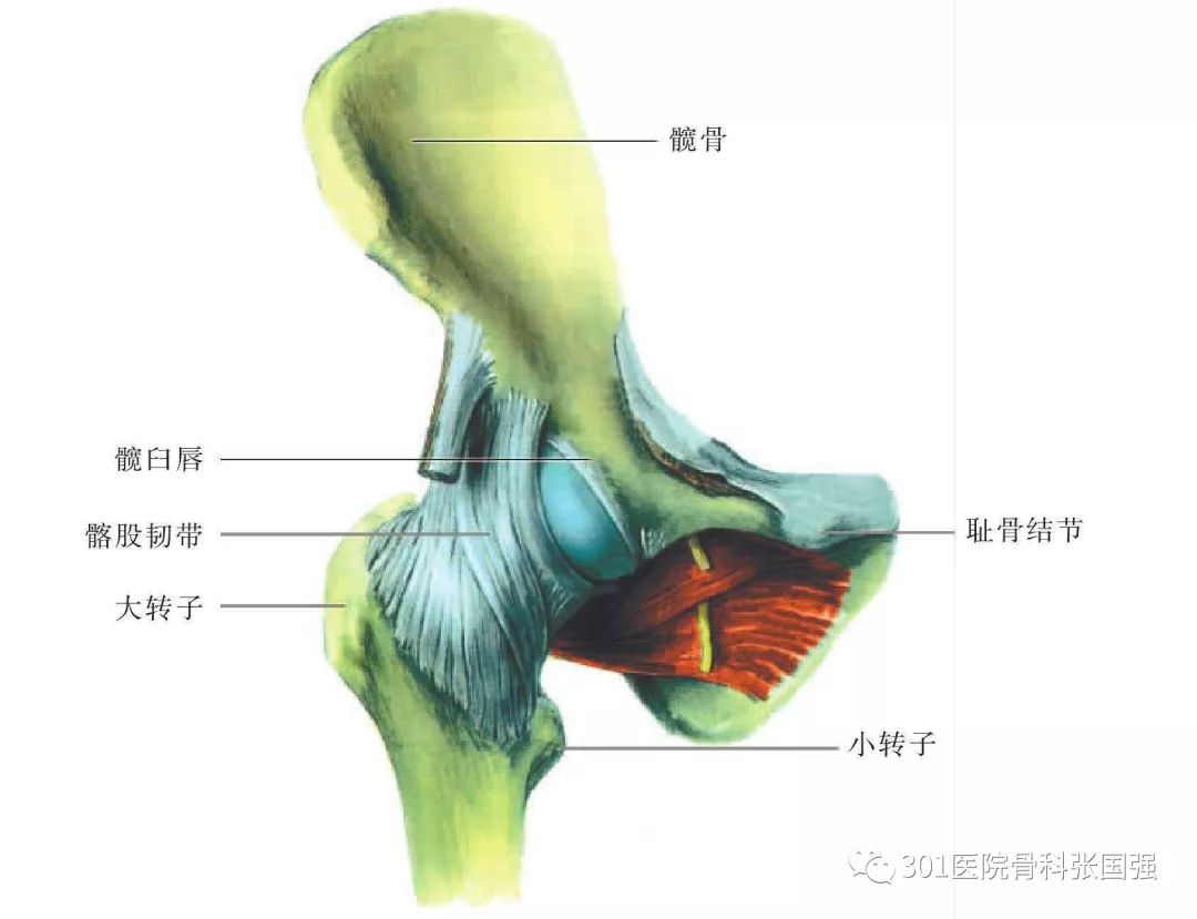 先天性髋关节脱位可以顺产吗,先天性髋关节脱位手术费多少