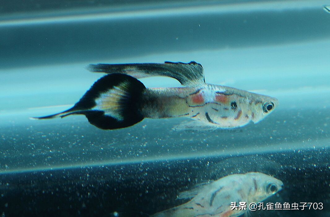 为啥我买的孔雀鱼尾巴特别小,为什么买的孔雀鱼养不活