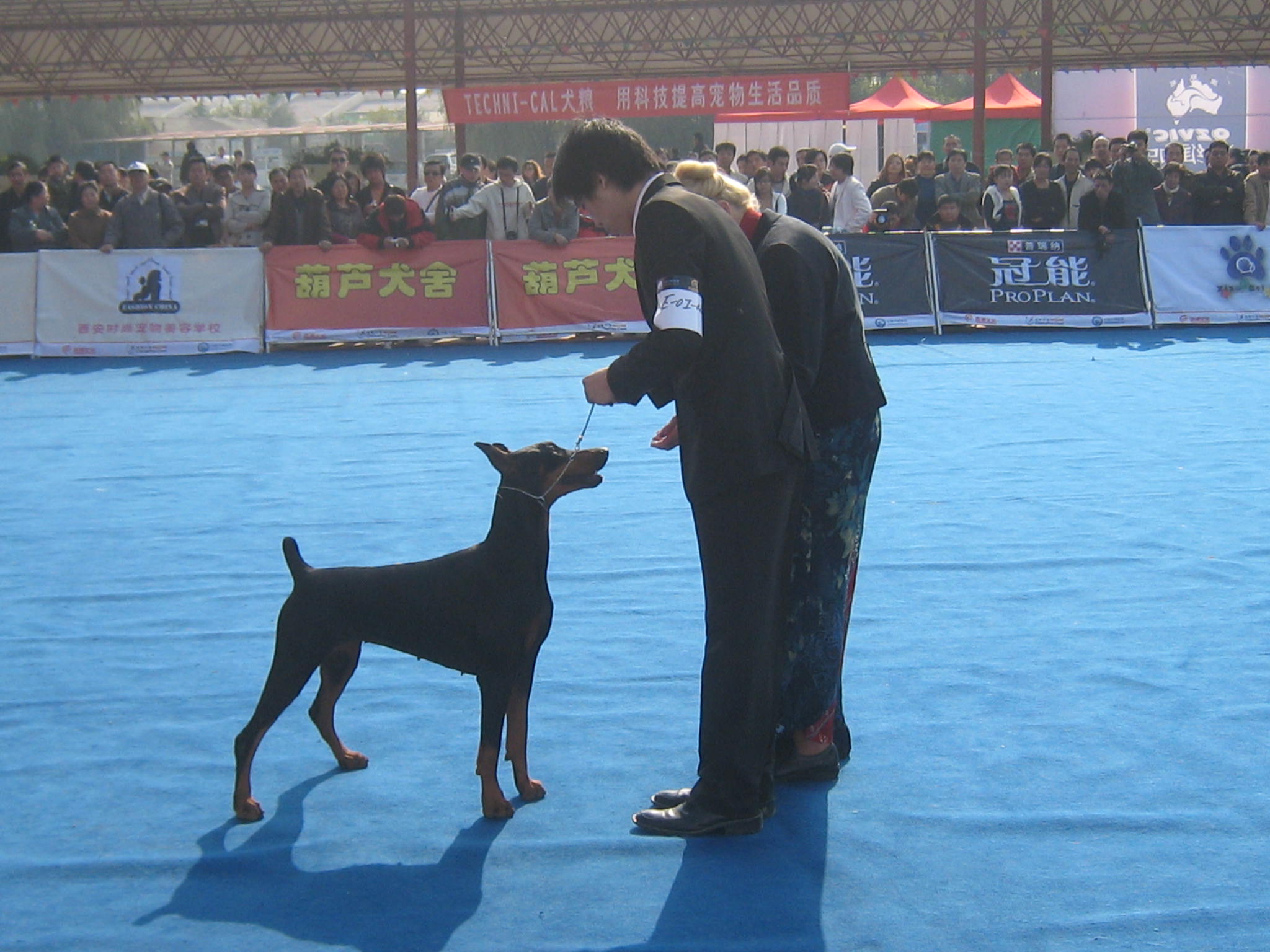 杜宾幼犬如何区分德系还是美系,德系杜宾和美系有什么区别