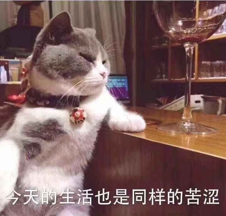 猫咪的胡子为什么不可以剪掉,猫咪的胡子为什么不能剪掉呢