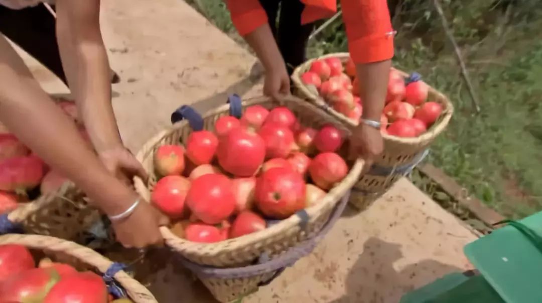 会种也会卖如何拿下软籽石榴市场,租地种植软籽石榴怎么样