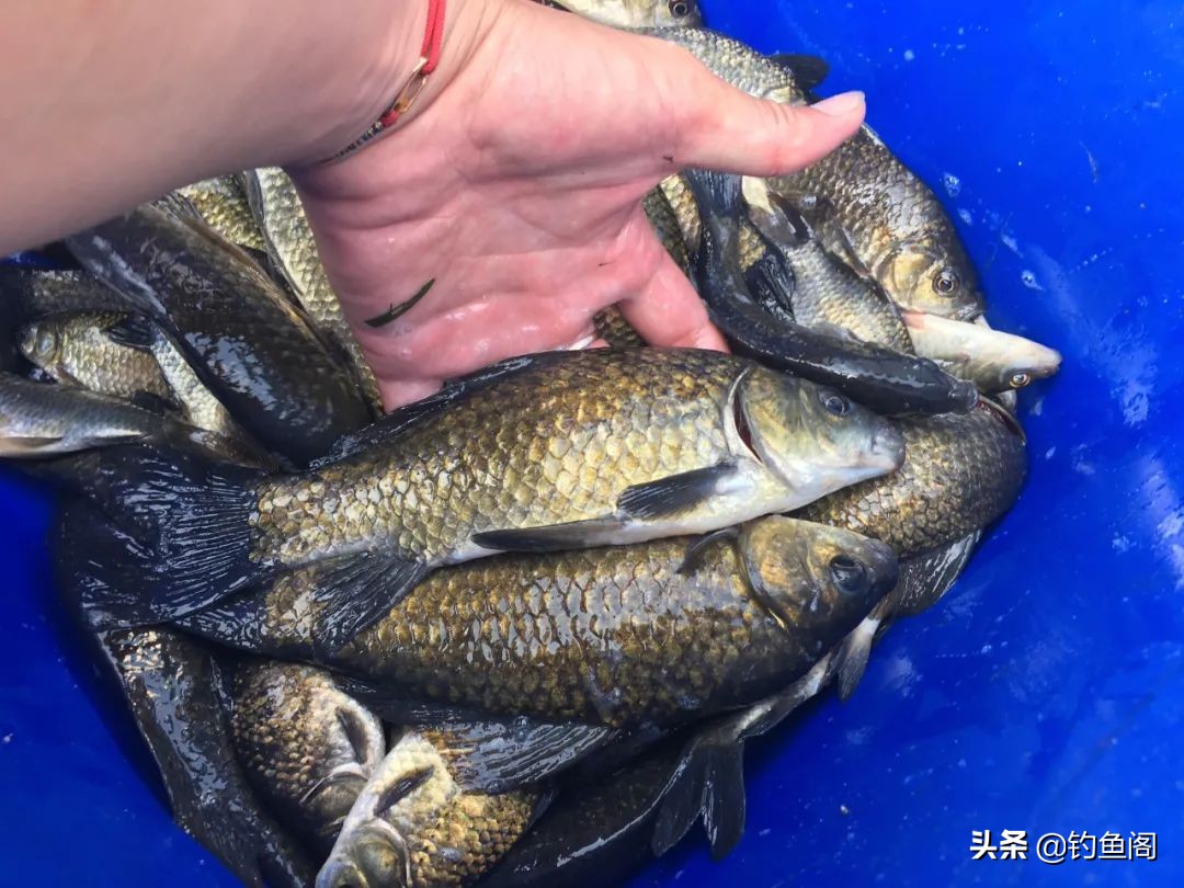 钓鱼的思路和细节,钓鱼是简单的事别将它复杂化了