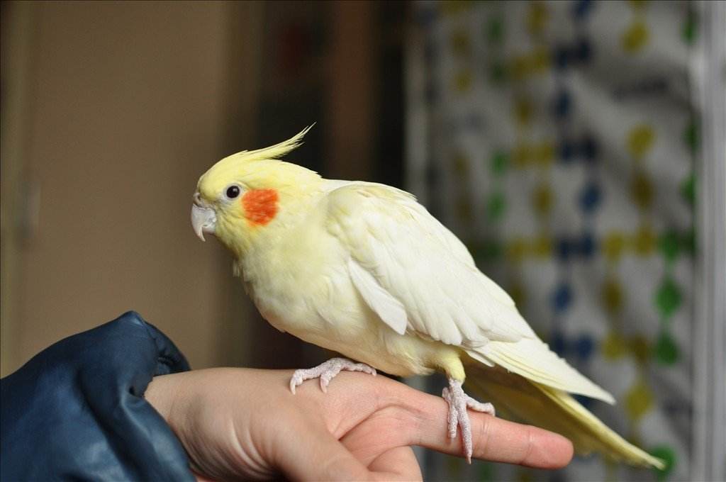 国外可以饲养的鹦鹉大全,澳洲养鹦鹉种类有哪些