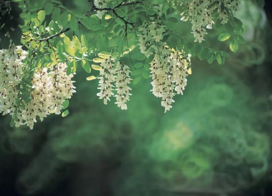 今日立夏，转这些诗词，可以让你在朋友圈脱颖而出！