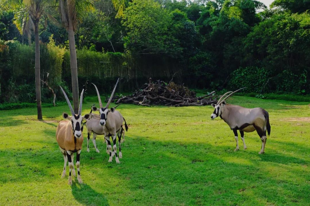 广州长隆攻略注意事项,广州长隆优惠攻略